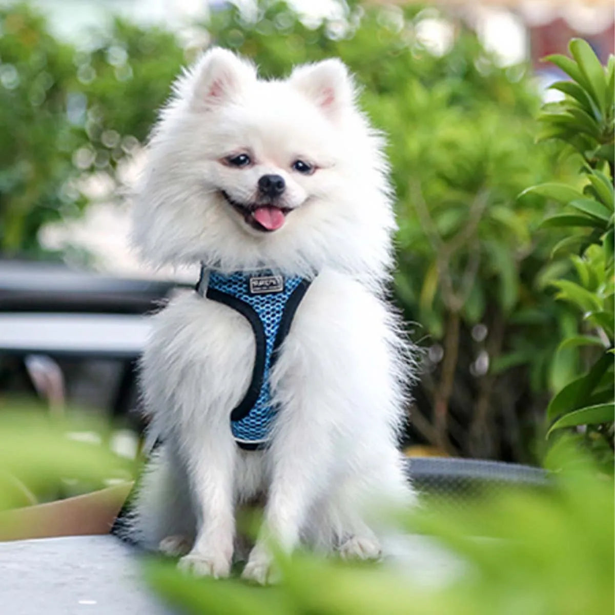 Cat Harness and Leash for Walking, Escape Proof, Adjustable Kitten Vest, Reflective Soft Mesh, Puppy Harness for Outdoor