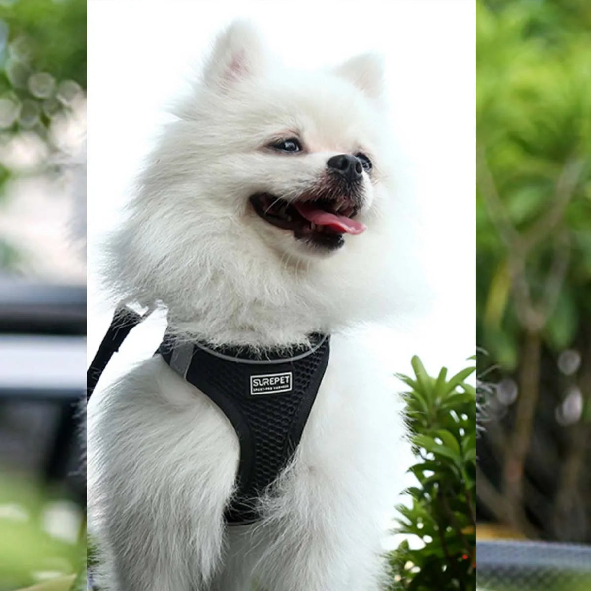 Cat Harness and Leash for Walking, Escape Proof, Adjustable Kitten Vest, Reflective Soft Mesh, Puppy Harness for Outdoor