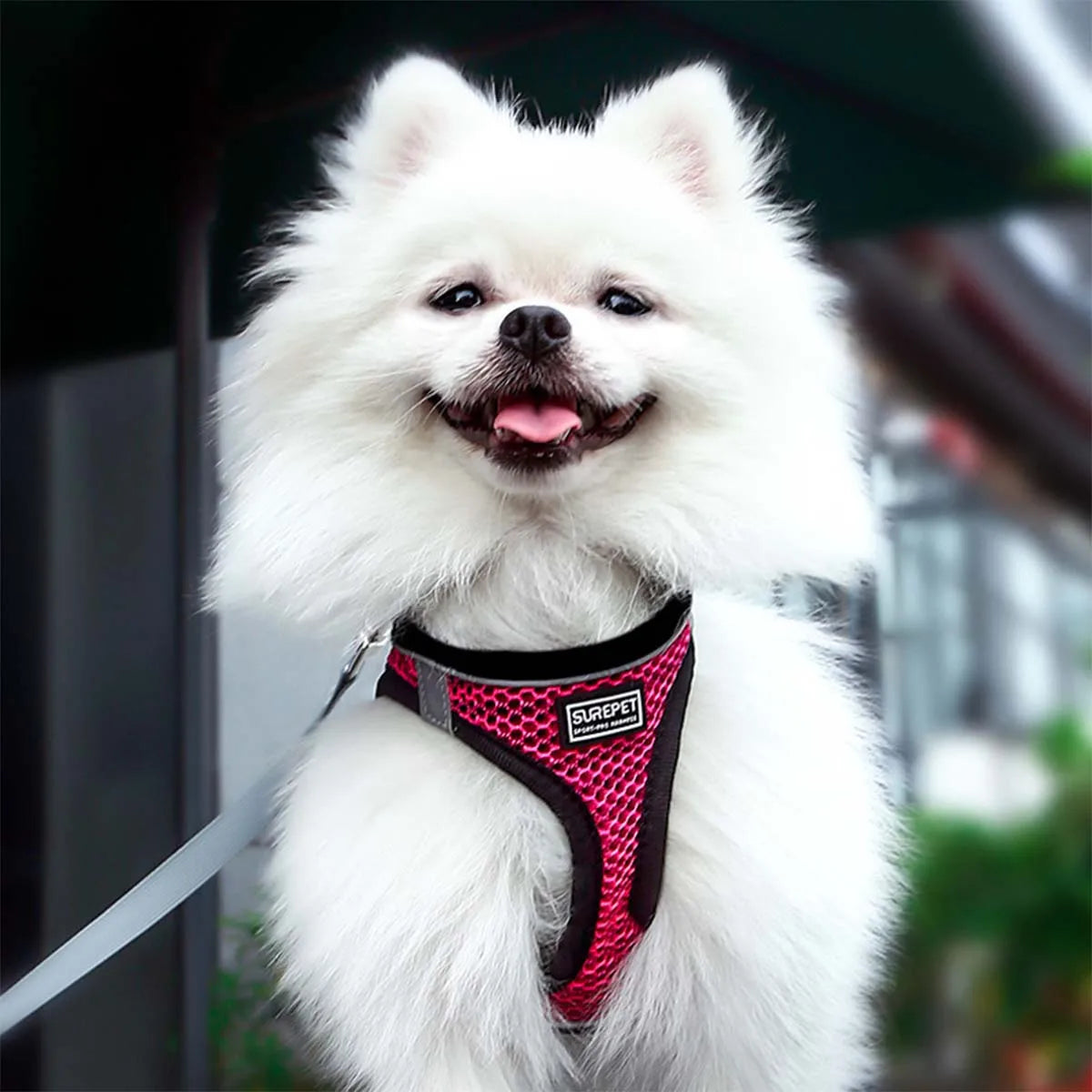 Cat Harness and Leash for Walking, Escape Proof, Adjustable Kitten Vest, Reflective Soft Mesh, Puppy Harness for Outdoor