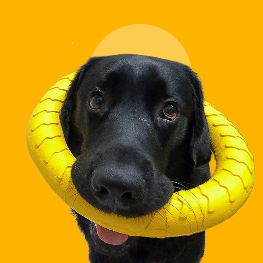 FetchLoop Durable Flying Floating Ring Toy For Small Medium Large Dogs | MyArturito