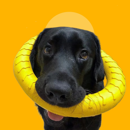FetchLoop Durable Flying Floating Ring Toy For Small Medium Large Dogs | MyArturito